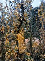 Handpeer leiboom, 35 jaar oud, Leiboom, Lente, 250 tot 400 cm, Ophalen