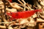 Red Sakura garnalen, Dieren en Toebehoren, Vissen | Aquariumvissen, Kreeft, Krab of Garnaal, Zoetwatervis