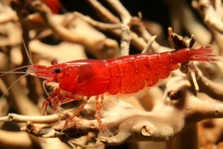 Red Sakura garnalen, Dieren en Toebehoren, Vissen | Aquariumvissen, Zoetwatervis, Kreeft, Krab of Garnaal