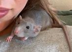 Twee super tamme ratjes, Rat, Mannelijk, Juli, Tam