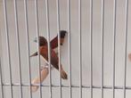 Mooi onverwant koppel bruinborstrietvinken, Meerdere dieren, Tropenvogel, Geringd