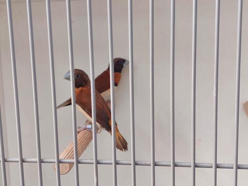 Mooi onverwant koppel bruinborstrietvinken, Dieren en Toebehoren, Vogels | Overige Vogels, Tropenvogel, Meerdere dieren, Geringd