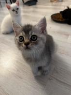 Britse korthaar silver shaded., Dieren en Toebehoren, Katten en Kittens | Raskatten | Langhaar