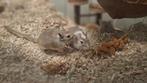 Gerbil broertjes, Dieren en Toebehoren, Knaagdieren, Mannelijk, Mei, Overige typen, Tam