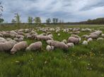 Kempische heideschapen, Schaap