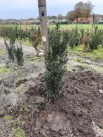Taxus Baccata Fastigiata - Zuilvormige Taxus, Volle zon, Bloeit niet, Minder dan 100 cm, Overige soorten