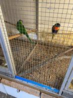 Lorries uit de blauwe bergen koppel, Dieren en Toebehoren, Meerdere dieren, Parkiet