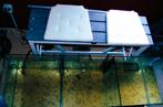 Grote custom made 3-vaks aquarium, Dieren en Toebehoren, Ophalen, Zo goed als nieuw, Leeg aquarium