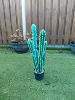 Kunstplant cactus, Ophalen, Gebruikt, Binnen