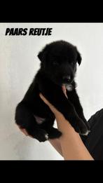 Puppy husky x duitseherder mix, Dieren en Toebehoren, Honden | Niet-rashonden, Rabiës (hondsdolheid), Reu, 8 tot 15 weken, Groot