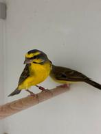 Mozambique sijs - serinus mozambicus, Dieren en Toebehoren, Vogels | Overige Vogels, Meerdere dieren, Tropenvogel, Geringd