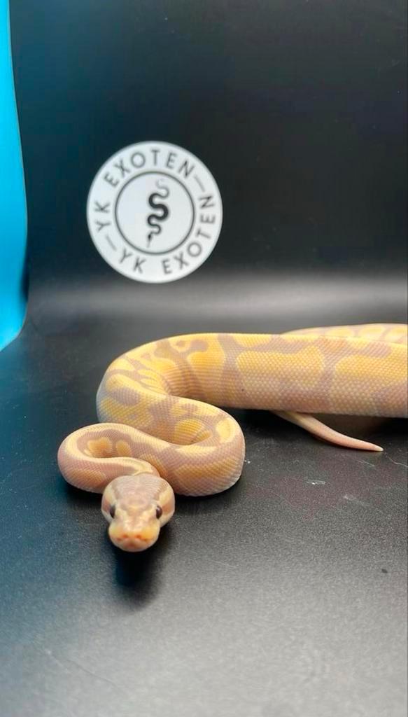 Koningspython Banana Pastel Desert Ghost man