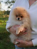 Pomeranian ❤️🐶❤️, Dieren en Toebehoren, Particulier, 8 tot 15 weken, Buitenland, Teef