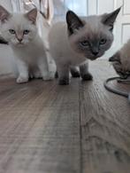 Ragdoll kittens 12 weken, Dieren en Toebehoren, Katten en Kittens | Raskatten | Korthaar, Kater, Ontwormd, 0 tot 2 jaar