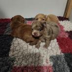 Pomchi f1, Dieren en Toebehoren, Honden | Chihuahua's en Gezelschapshonden, Overige rassen, CDV (hondenziekte), 8 tot 15 weken