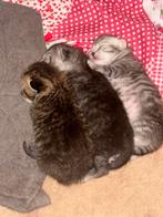 Britse korthaar kittens, Dieren en Toebehoren, Katten en Kittens | Raskatten | Korthaar, Meerdere dieren, Ontwormd