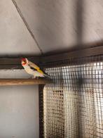Putter majoor man, Dieren en Toebehoren, Vogels | Overige Vogels, Mannelijk, Wildzangvogel, Geringd