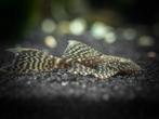 Ancistrus longfin, Dieren en Toebehoren, Vissen | Aquariumvissen, Vis, Zoetwatervis
