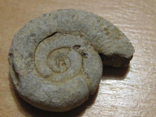 min. 5x ruwe fossiel AMMONIET (7), Verzamelen, Mineralen en Fossielen, Mineraal, Verzenden