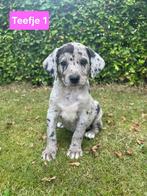 Unieke kruising pups te koop, Dieren en Toebehoren, CDV (hondenziekte), 8 tot 15 weken, Groot, Meerdere