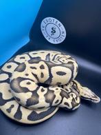 Koningspython Pastel Leopard Desert Ghost, Slang, Tam, 0 tot 2 jaar
