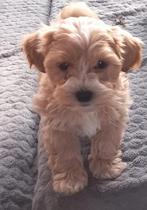 Maltipoo pups (malthezer x poedeltje), Dieren en Toebehoren, Overige rassen, CDV (hondenziekte), 8 tot 15 weken, Meerdere