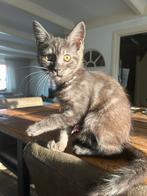 Nog 1 mooie X Maine Coon kitten poes ing,ontw,gechipt, Dieren en Toebehoren, Katten en Kittens | Raskatten | Langhaar, Poes, Gechipt