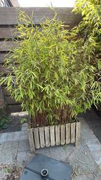 Mooie winterharde bamboe/ plant voor tuin, Tuin en Terras, Planten | Bomen, Bloeit niet, Overige soorten, 100 tot 250 cm, Ophalen