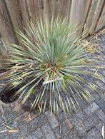 Yucca rostrata winterhard, Tuin en Terras, Planten | Tuinplanten, Ophalen, Zomer, Overige soorten, Volle zon