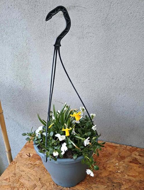 Te koop hangpotten met narcissen en viooltjes, Tuin en Terras, Planten | Tuinplanten, Ophalen