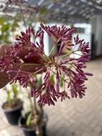 Fuchsia excorticata - Boom Fuchsia, Ophalen, Overige soorten, Volle zon