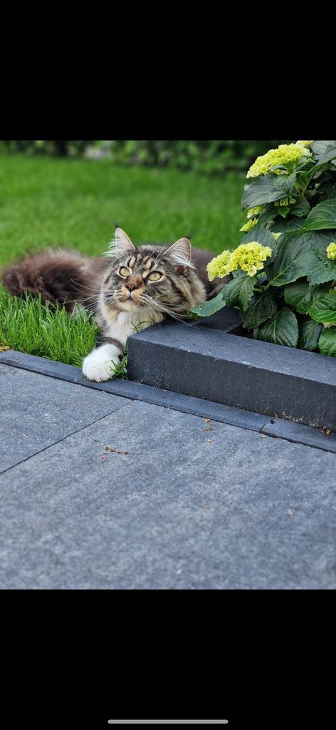 Maine Coon kater, Dieren en Toebehoren, Katten en Kittens | Overige Katten, Kater