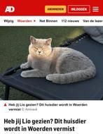 BELONING €1500,- bristse korthaar vermist