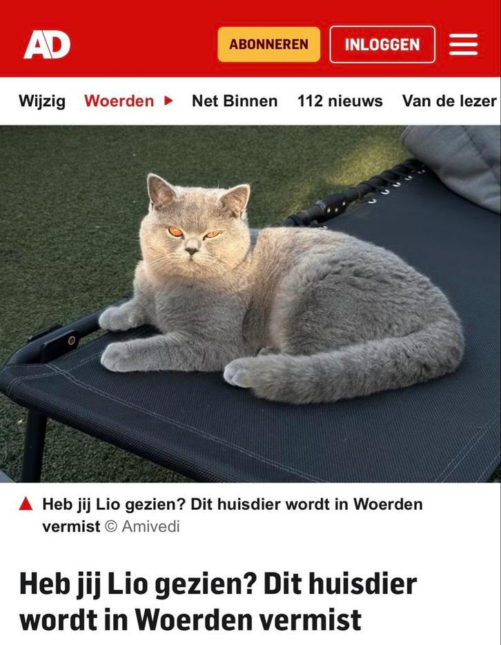 BELONING €1500,- bristse korthaar vermist, Dieren en Toebehoren, Vermiste en Gevonden Dieren