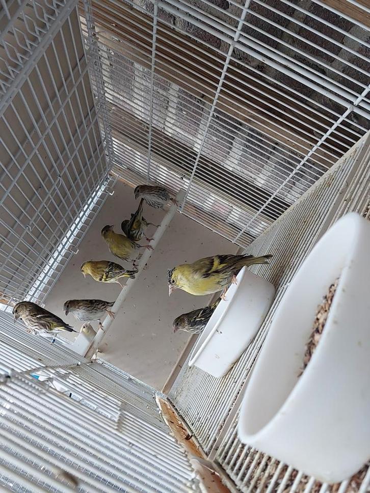 Div sijzen topaas wildkleur, Dieren en Toebehoren, Vogels | Kanaries, Meerdere dieren