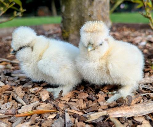 Kuikens usa zijdehoenders sierkippen zijdehoen kippen, Dieren en Toebehoren, Pluimvee, Kip