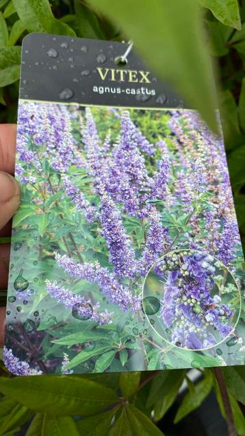 Vitex agnus castus beschikbaar voor biedingen