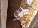 Leuke jongen konijntjes, Dieren en Toebehoren, Konijnen, Meerdere dieren, Klein, 0 tot 2 jaar
