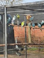 Diverse halsbandparkieten bleekstaart en res en dom bont, Meerdere dieren, Parkiet