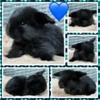 Super lieve & prachtige Hangoordwerg konijntjes beschikbaar, Dieren en Toebehoren, Konijnen, Mannelijk, Dwerg, Hangoor, 0 tot 2 jaar