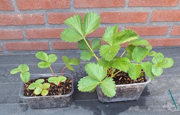 Aardbeien plantjes 1+ 1 gratis beschikbaar voor biedingen