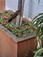 Te koop man Braziliaanse blauwe bisschop, Mannelijk, Tropenvogel, Geringd