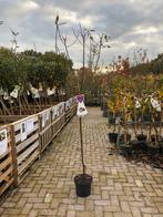 Prunus Opal - Sierlijke Pruimenboom, Overige soorten, Lente, 100 tot 250 cm, Ophalen