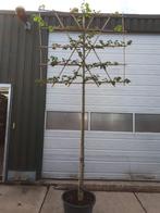 mooie Leilinde in pot te koop, Tuin en Terras, Ophalen, Vaste plant, Overige soorten