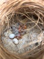 Zebravinken 3 popjes te koop, Dieren en Toebehoren, Vrouwelijk, Tropenvogel, Geringd
