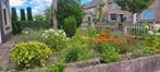 Verschillende vaste tuinplanten, Ophalen, Zomer, Overige soorten, Halfschaduw
