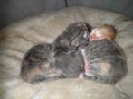 Kittens te koop, Dieren en Toebehoren, Katten en Kittens | Overige Katten, Meerdere dieren, Kortharig, 0 tot 2 jaar