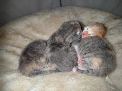 Kittens te koop, Dieren en Toebehoren, Katten en Kittens | Overige Katten, Kortharig, Meerdere dieren, 0 tot 2 jaar