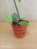 hoya Nicholsoniae potmaat 8 nummer H935 a, Ophalen of Verzenden, Halfschaduw, Minder dan 100 cm
