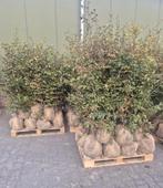 75 x groene beuk met kluit, Ophalen of Verzenden, Bloeit niet, Volle zon